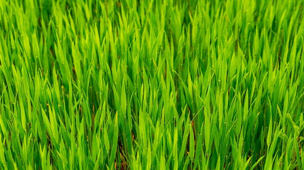 Texture de jeune herbe verte de printemps, fond avec de l'herbe. Herbe dans le pré