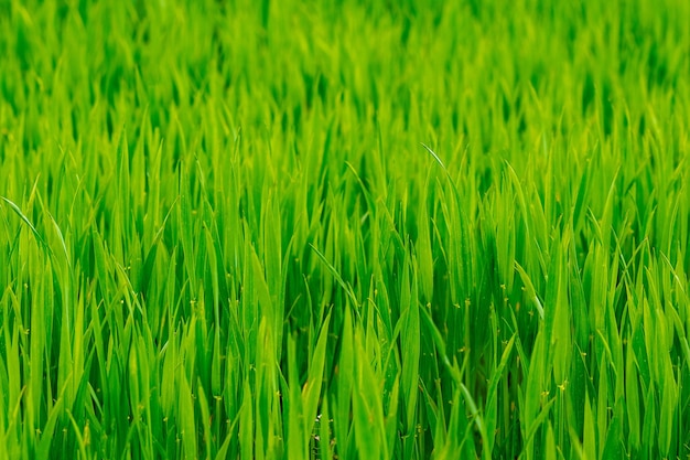 Photo texture de jeune herbe verte de printemps, fond avec de l'herbe. herbe dans le pré