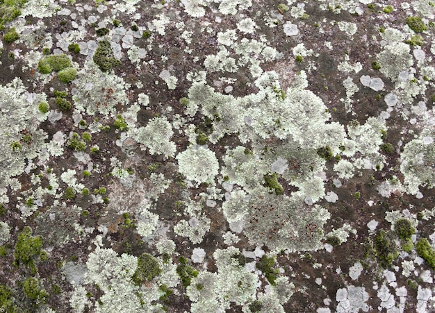 Texture de lichen sur pierre grise avec mousse verte. Fond organique.