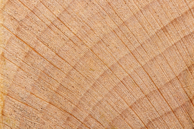 Texture macro de bois jaune