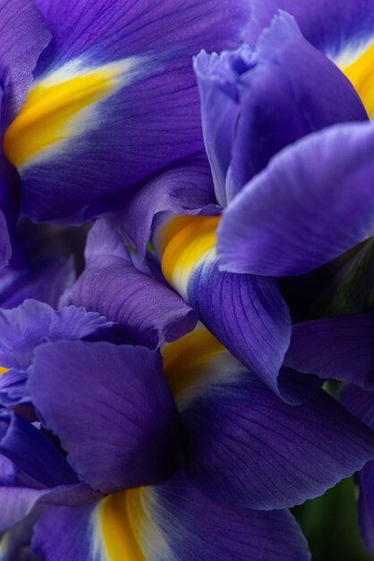 Texture macro avec des iris violets