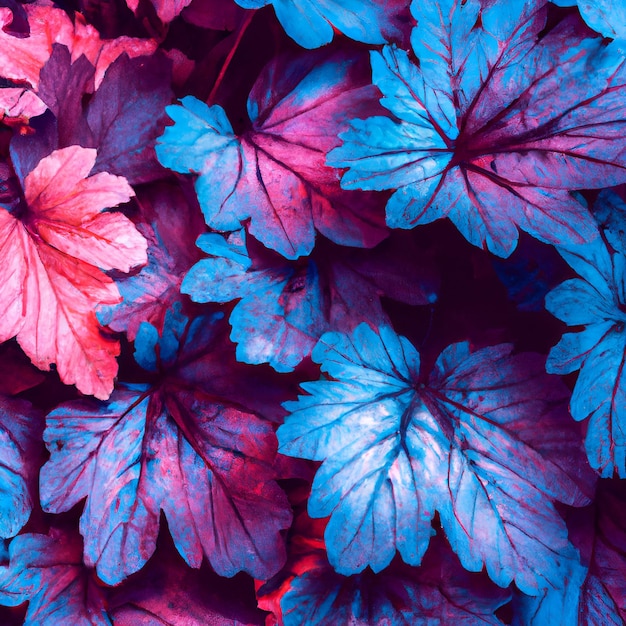 Texture macro naturelle de belles feuilles aux tons bleus et violets-roses. mise à plat