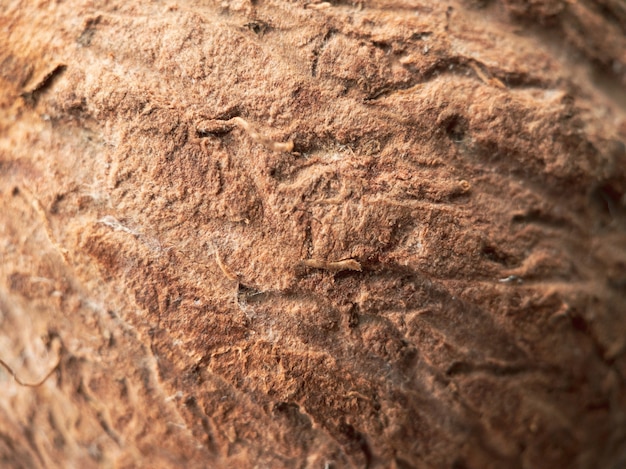 Texture de macrophotographie de fruits de noix de coco.