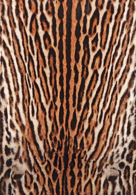 Texture de manteau de fourrure d'ocelot