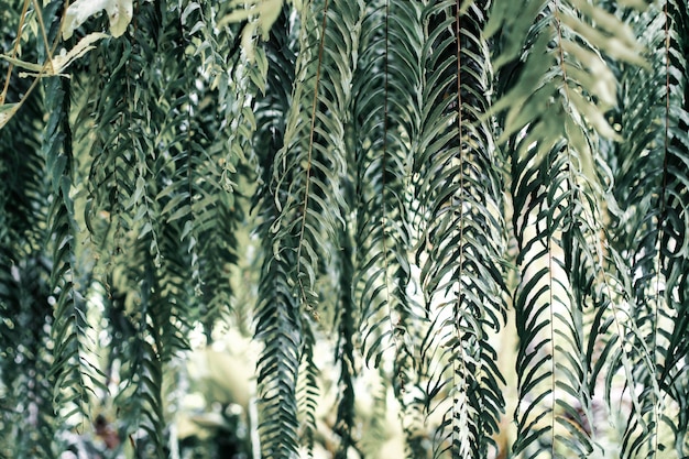 Texture de modèle de fougère