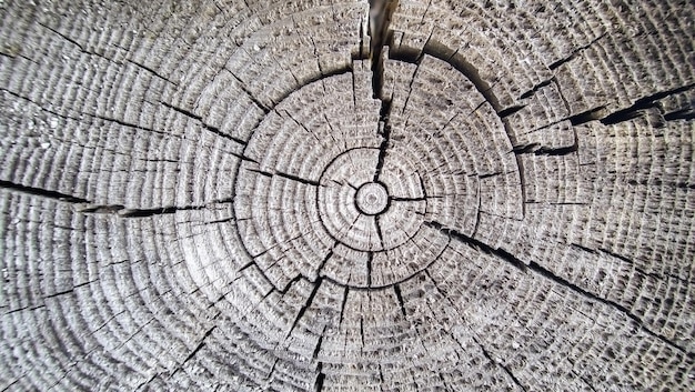 texture de modèle de tronc d'arbre coupé