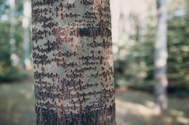 Texture de motif d'écorce d'arbre dans la forêt en été.