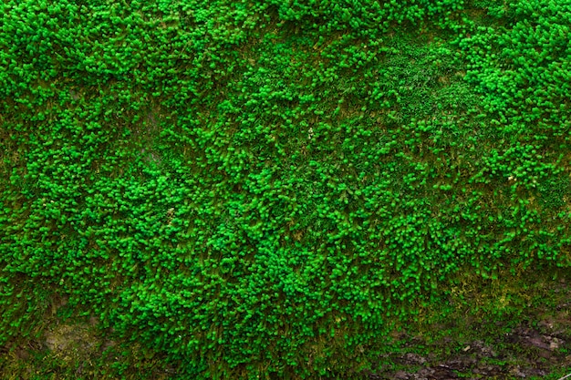 Texture de mousse vert vif à la surface d&#39;un vieil arbre