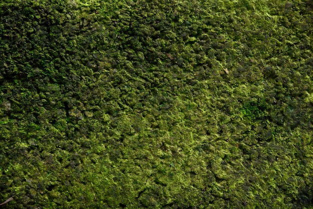 Texture de mousse verte dans la mousse de nature verte sur fond de ciment.