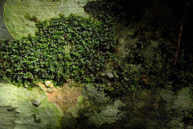 Texture de mousse verte dans la nature