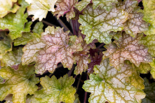 Texture multicolore Heuchera feuilles dans un jardin d'été vivaces aménagement paysager jardinage