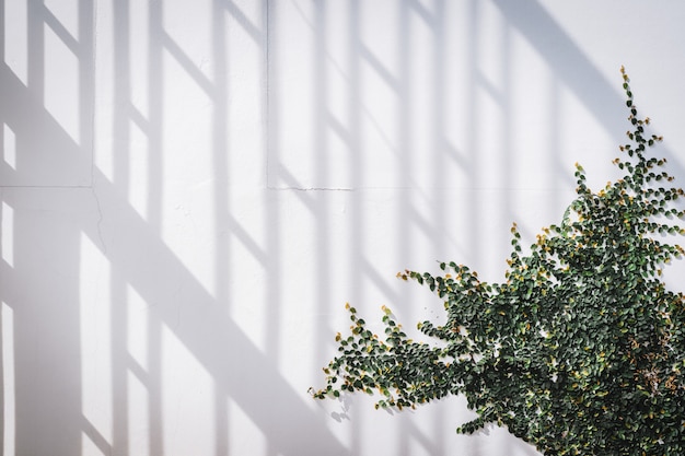 Texture de mur blanc avec plante grimpante verte