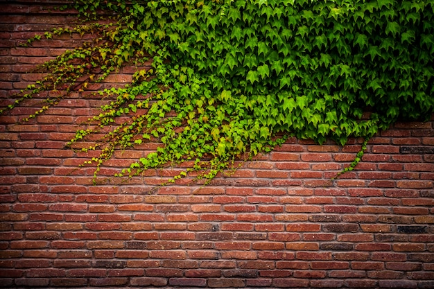 Texture de mur de briques rouges anciennes et feuille verte