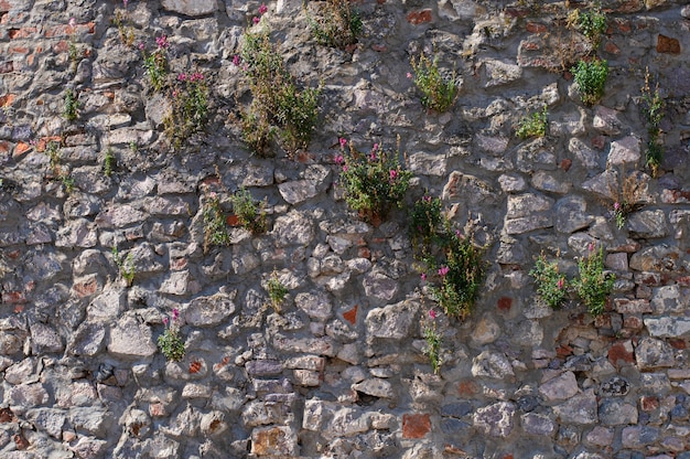 Texture de mur vintage avec des fleurs