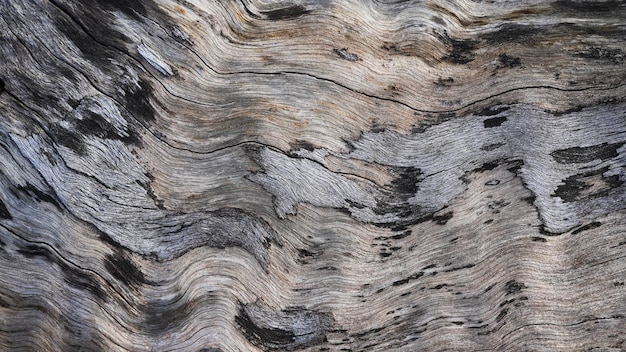 Texture naturelle du bois en gros plan