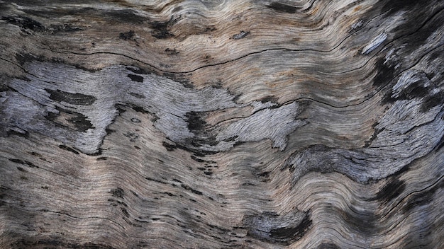 Texture naturelle du bois en gros plan