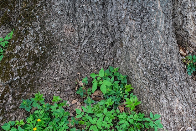 Texture naturelle de l'écorce des arbres dans la forêt