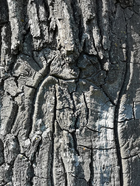 Texture naturelle de l'écorce du bois