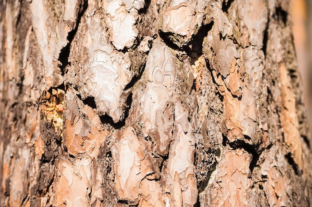 Texture naturelle de l'écorce de pin. Fond naturel de l'écorce d'un gros plan d'arbre de Noël.