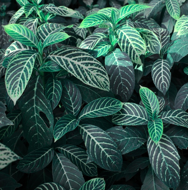 Texture naturelle feuillage abstrait vert foncé Belles feuilles plante dans le fond de la forêt du jardin