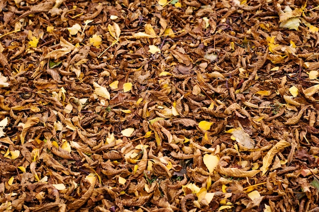 Texture naturelle des feuilles d&#39;automne de châtaignier tombées.