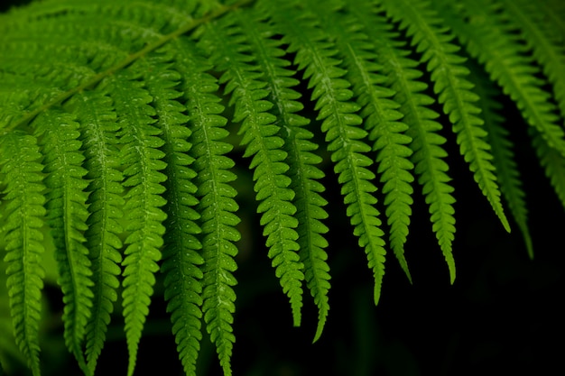 Texture naturelle des feuilles de fougère humides sur fond sombre.