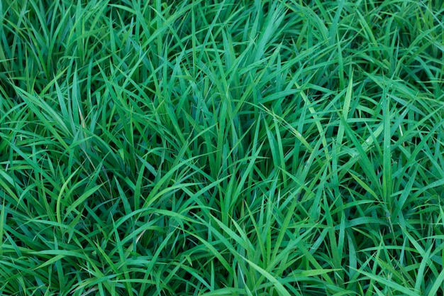 texture naturelle de l'herbe verte