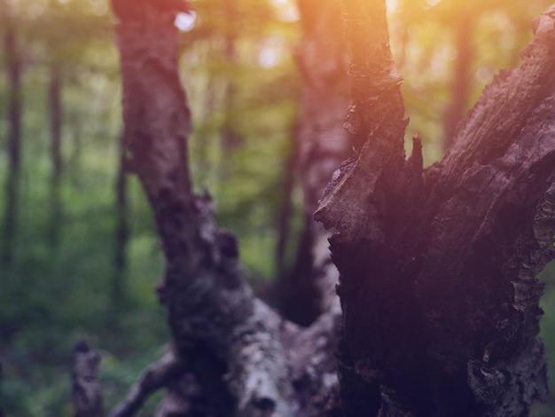 Texture naturelle de substrat d'écorce de bois