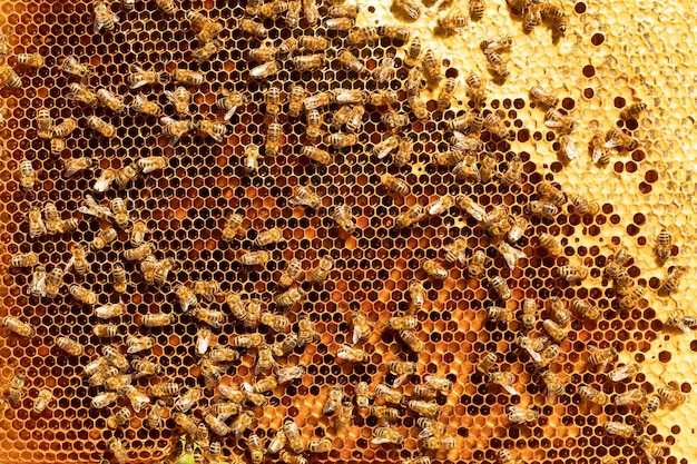 Texture en nid d'abeilles occupée dans la ruche close up