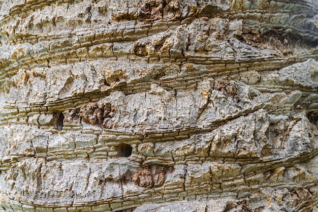 Texture de palmier dattier des Canaries