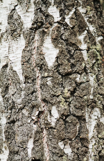 La texture de la partie inférieure de l'écorce de bouleau