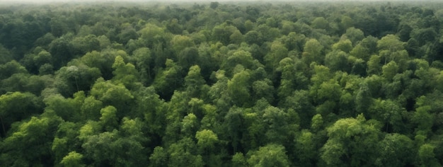 Photo texture de paysage forestier et arborescent abstrait vue aérienne de dessus zone d'atmosphère forestière texture