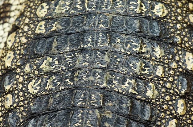 Texture de peau de crocodile