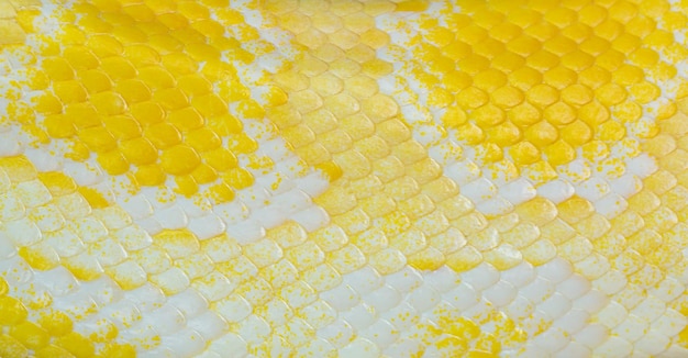 texture de peau de python jaune doré, vue rapprochée de la texture de peau de python doré Python bivittatus,