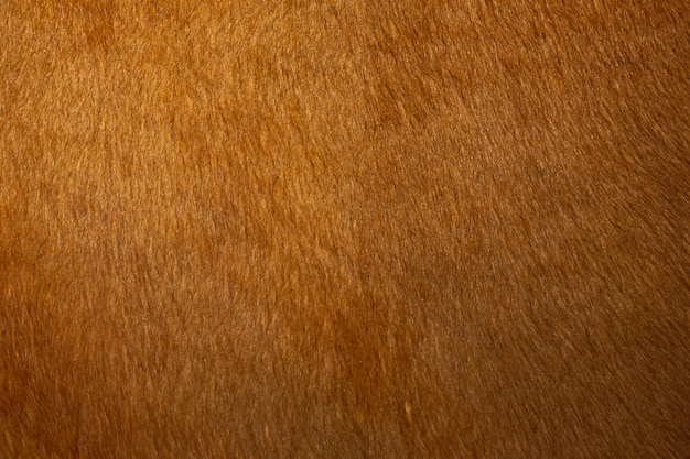 Texture de la peau d'une vache rouge, gros plan.