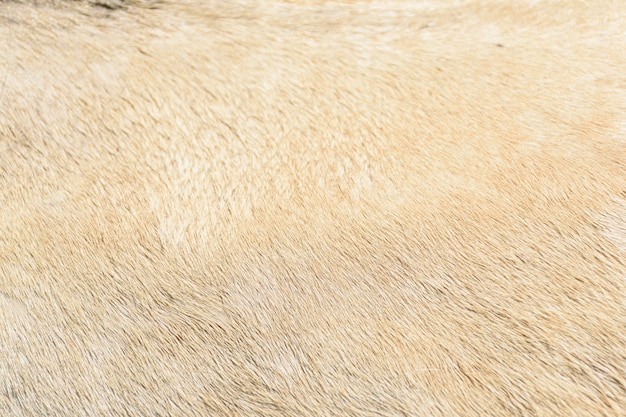 Texture de pelage de cheval de couleur beige