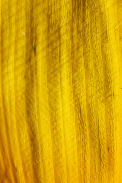 Texture de pétale jaune