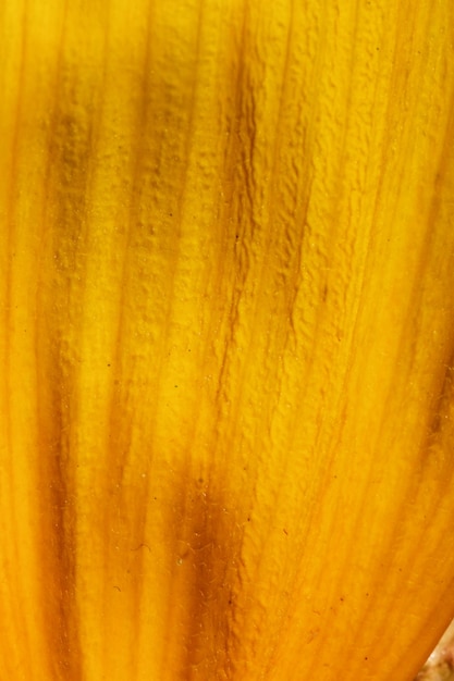 Texture de pétale jaune