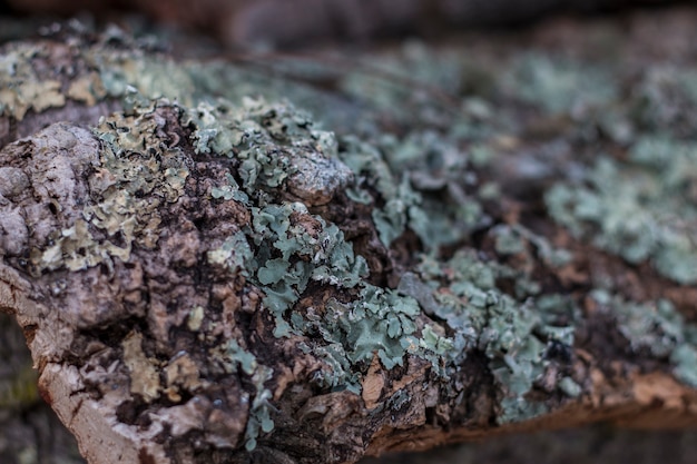 Texture de planche de liège cru