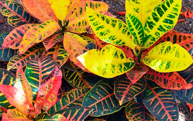 Photo texture de la plante croton