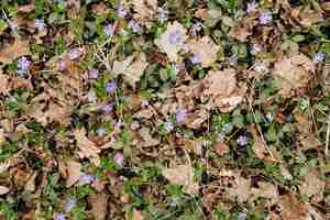 Photo texture des plantes de périwinkle parmi les feuilles sèches tombées dans la forêt vue de haut