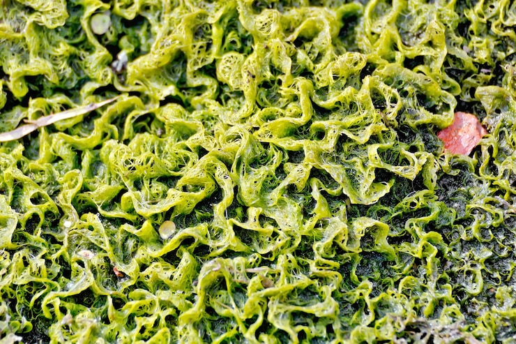 Photo la texture des plantes vertes de l'eau avec différents déchets