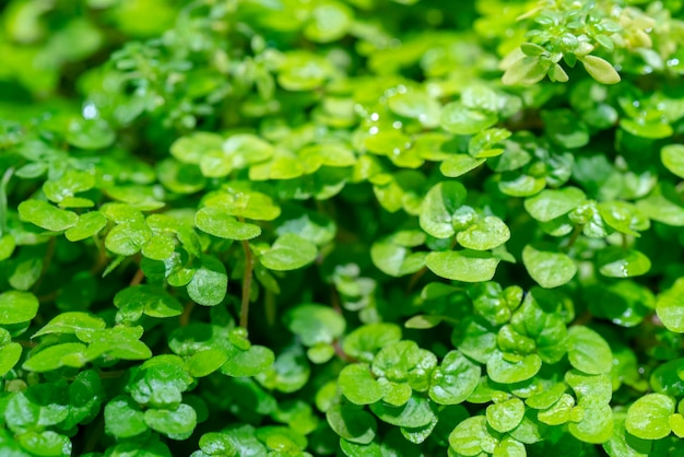 Texture des plantes vertes.