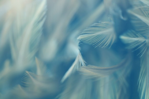 Photo texture de plume d'oiseau pour le fond