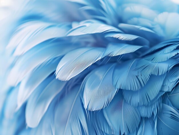 Texture des plumes bleues douces en gros plan