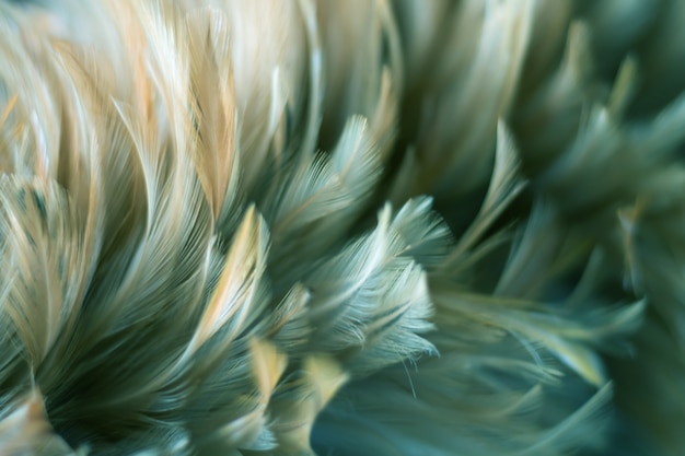 Photo texture de plumes d'oiseau flou pour le fond