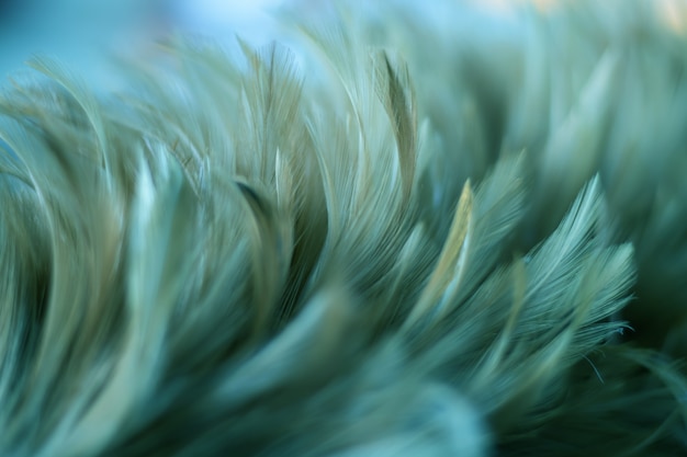 Texture de plumes d&#39;oiseau flou pour le fond