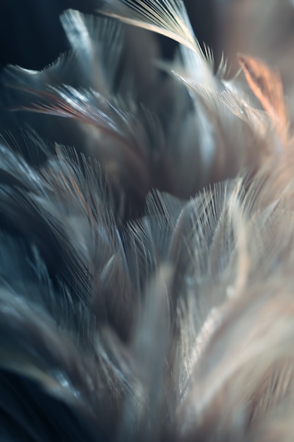 Texture de plumes d&#39;oiseaux et de poulets floues pour le fond