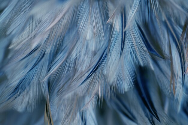 Texture de plumes de poulet flou oiseaux