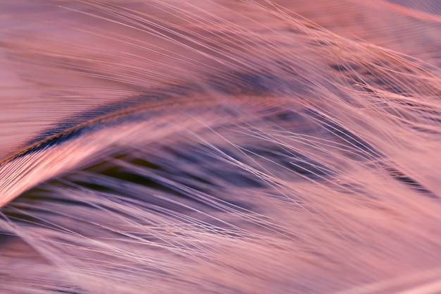 Texture de plumes de poulet flou oiseaux